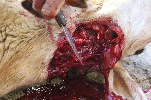 مراسم خاص عید قربان در روستای بیدو دشتستان برگزار شد