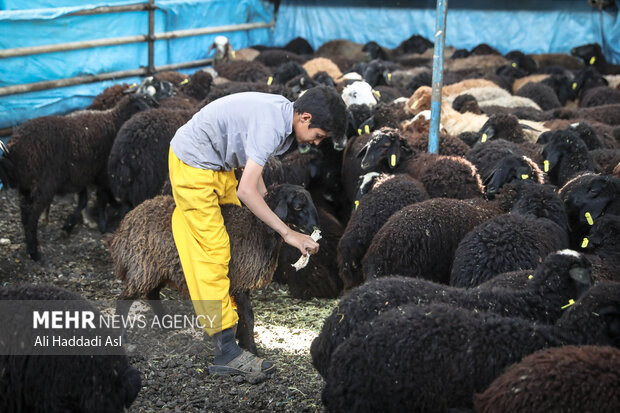 پسر بچه ای به گوسفندان غذا می دهد