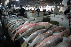 قیمت انواع ماهی دوشنبه بیستم تیرماه ۱۴۰۱/ ماهی قزل‌آلا ۶۹,۰۰۰ تومان