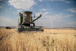 برآورد تولید ۲۸۰هزار تن گندم در اردبیل/ خرید گندم با سهولت انجام می‌شود