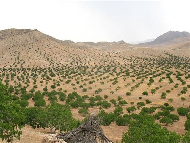 بارش باران در بزرگترین انجیرستان دیم دنیا