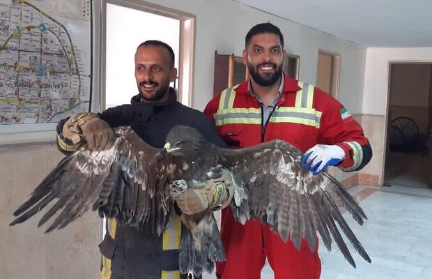 زنده‌گیری عقاب سرگردان در یک ساختمان نیمه‌کاره  کرج