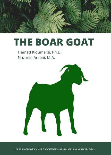 Boer Goat