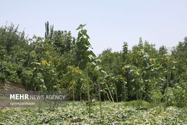 روستای میشخاص ایلام