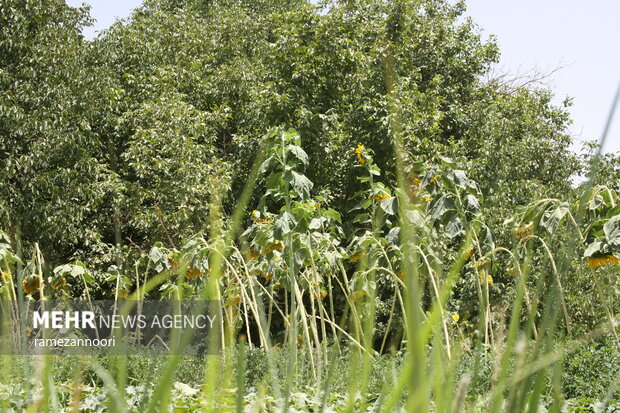 روستای میشخاص ایلام