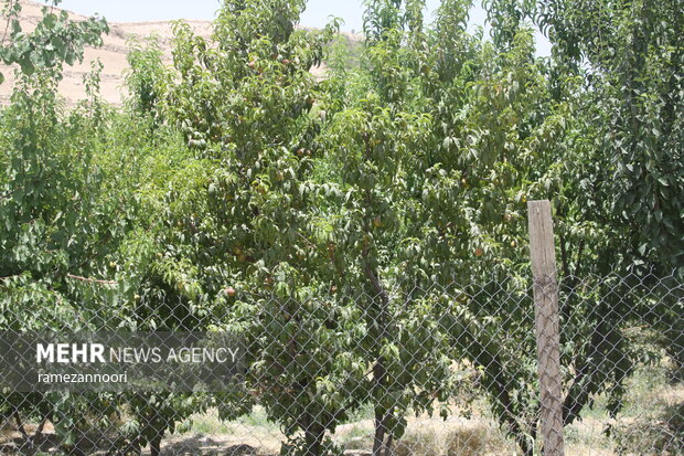 روستای میشخاص ایلام