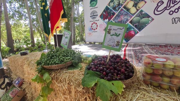 ساوجبلاغ قطب تولید میوه‌های هسته‌دار کشور است
