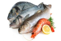 قیمت انواع ماهی و میگو؛ ۳۱ مردادماه ۱۴۰۱/قزل آلا ۸۹ هزار تومان