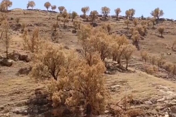 ۲۰ هزار هکتار از جنگل‌های بام ایران آلوده به آفت جوانه خوار است