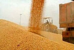  ۳۵۰ هزار تن گندم از زارعین آذربایجان غربی خریداری شد