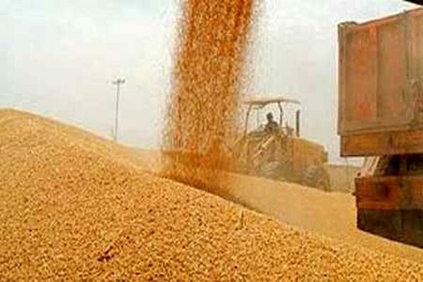 ۲۶۰ هزار تن گندم از کشاورزان خریداری شده است
