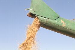 برداشت گندم در سطح کشور ۱۵ درصد افزایش می‌یابد