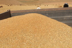 ۴۹۴ هزار تن گندم در استان فارس ذخیره سازی شده است