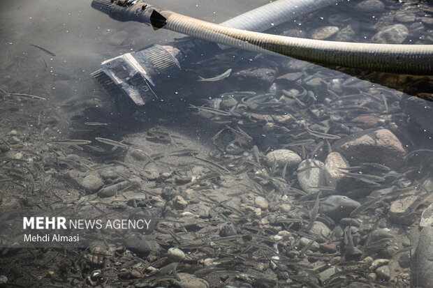 خشکی دریاچه پری( خندقلو )حیات وحش زنجان را تهدید میکند