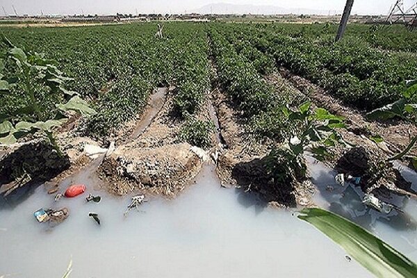سبزی شالیزارها مدیون فاضلاب سیاه/ خشکسالی تخلفات را افزایش داد