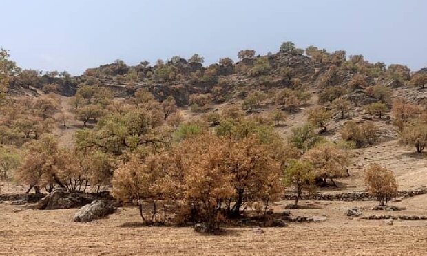 گزارش ویدئویی از جنگل‌های لرستان؛ بلوطستان چشم‌به‌راه باران!