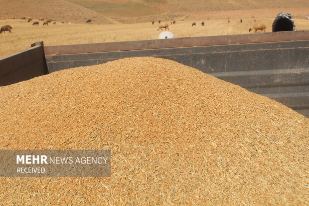  ۴۴ هزار تن به ذخایر میلیونی گندم کشور افزوده شد 