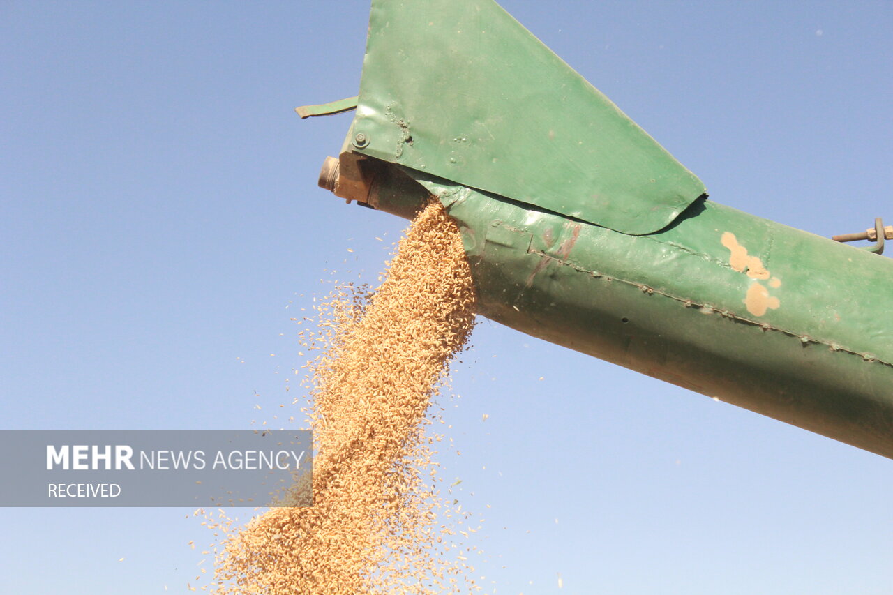 ۱۲ هزارتن گندم در شهرستان آوج خریداری شده است