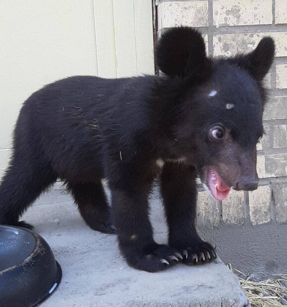 انتقال توله خرس سیاه آسیایی به مرکز بازپروری 