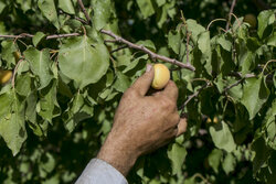 برداشت زردآلو در سیستان وبلوچستان آغاز شد