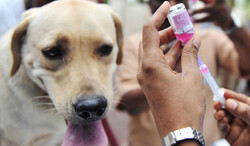 ۴۷۰ قلاده سگ صاحب دار واکسینه شدند