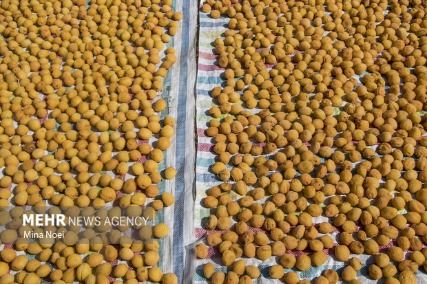 دومین جشنواره زردآلو در شهرستان مرند