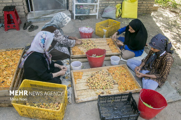 دومین جشنواره زردآلو در شهرستان مرند