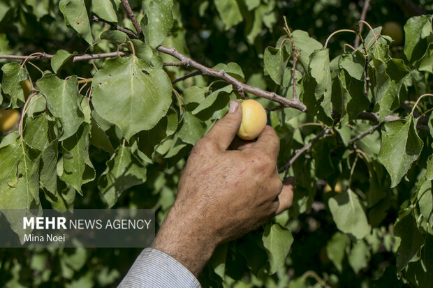  برداشت زردآلو در سیستان وبلوچستان آغاز شد