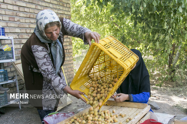 دومین جشنواره زردآلو در شهرستان مرند