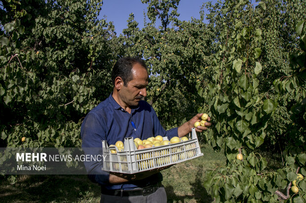 بیش از ۲۷ هزار تن زرد آلو از باغات آذربایجان غربی برداشت می‌شود
