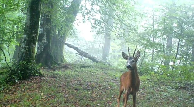 ثبت تصاویر شوکای مادر به همراه فرزند در جنگل های املش ثبت تصاویر شوکای مادر به همراه فرزند در جنگل های املش