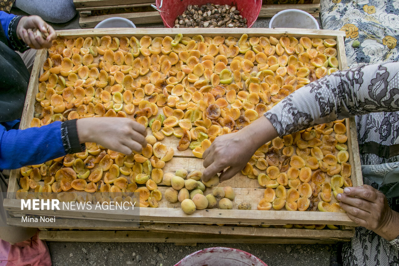 خبرگزاری مهر | اخبار ایران و جهان | Mehr News Agency - دومین جشنواره زردآلو در شهرستان مرند