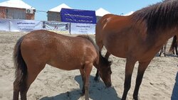 ۲۰۰ اسب ورزشی در خراسان شمالی هویت گذاری شدند