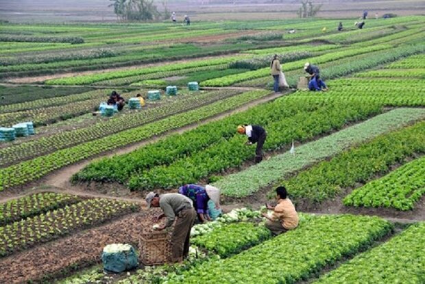 مرگ تدریجی کشاورزی گلستان/ خُرد کردن اراضی عاقبت خوشی ندارد