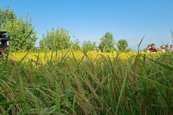 سرقت از شالیزارهای گیلان از شایعه تا واقعیت/ موج سواری روی یک خبر سوخته