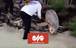 نجات لاک‌پشت غول‌پیکر حبس‌ شده در بین درختان