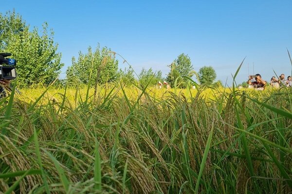 توقف صادرات تخم مرغ و دردسر باران برای تجار برنج