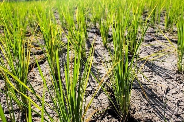 ادامه تشنگی شالیزارهای گیلان/ مسئولان: مشکل حل می شود