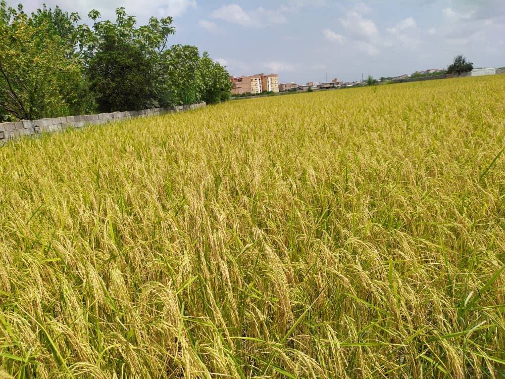 سرقت از شالیزارهای گیلان از شایعه تا واقعیت