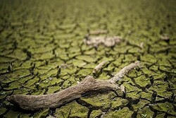 UK may declare drought in Aug. due to severe heatwave