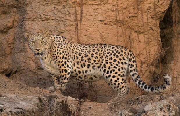 VIDEO: Leopard spotted in Iran's Lorestan
