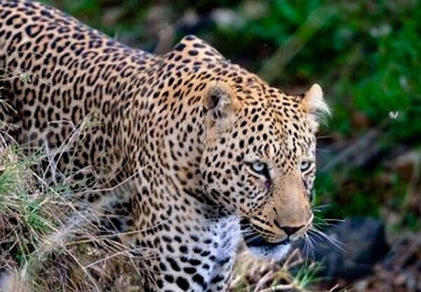 بیم و امیدها برای پلنگ ایرانی/ حفاظت از حیات وحش مردمی شود بیم و امیدها برای پلنگ ایرانی/ حفاظت از حیات وحش مردمی شود