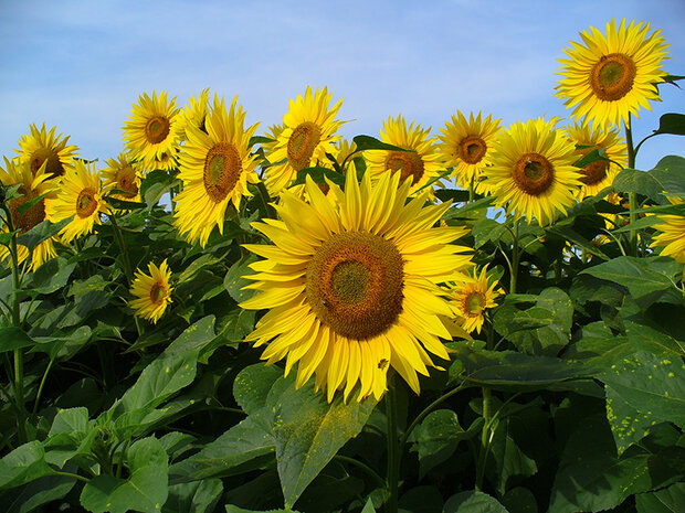 VIDEO: Sunflower farm in N Iran