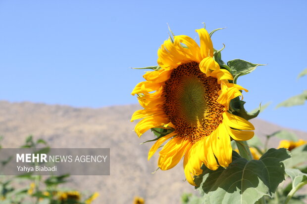 Kirmanşah'daki ayçiçeği tarlasından fotoğraflar