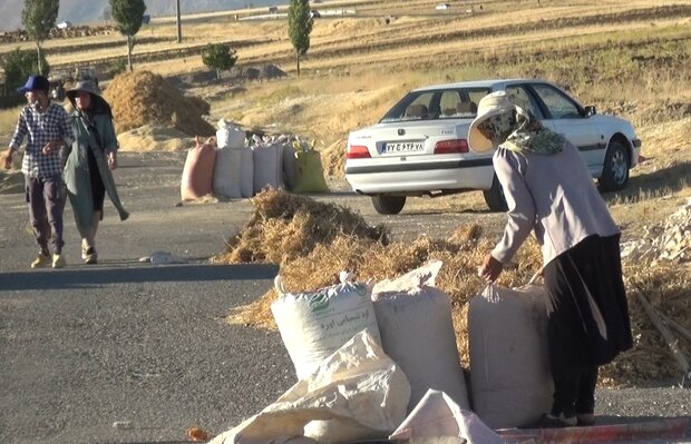 جولان دلالان در قطب تولید حبوبات/نخود لرستان به نام دیگر استانها