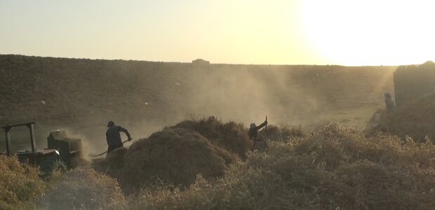 جولان دلالان در قطب تولید حبوبات/نخود لرستان به نام دیگر استانها