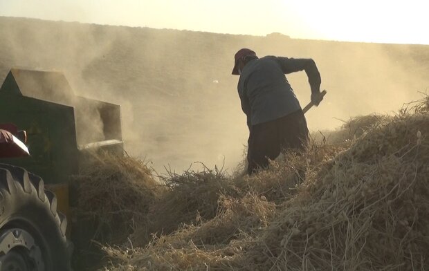 جولان دلالان در قطب تولید حبوبات/نخود لرستان به نام دیگر استانها