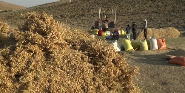 جولان دلالان در قطب تولید حبوبات/نخود لرستان به نام دیگر استانها