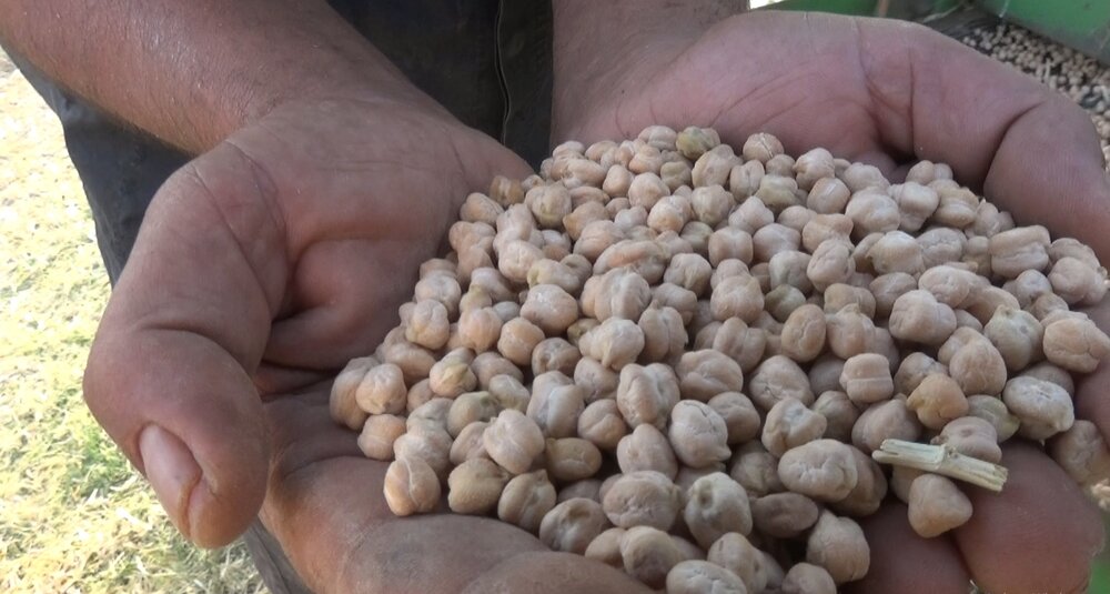 رویاهایی که هرساله شخم میخورند/نخودکرمانشاه درسراشیبی کاهش کیفیت