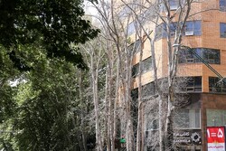 117 میلیارد تومان جریمه؛ جزای عامل خشک شدن درختان خیابان ولیعصر